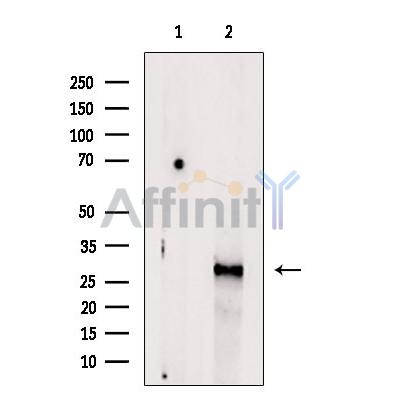 Валидация Affinity DF13226 - 8260