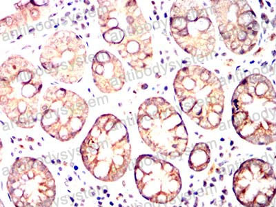 Валидация AntibodySystem RHA52803