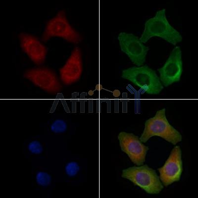 Валидация Affinity DF4149 - 15466