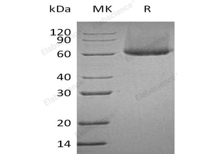 Валидация Elabscience PKSH032286(2788)