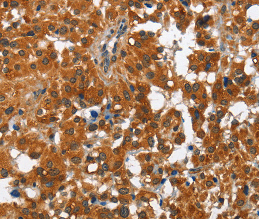 Валидация Elabscience E-AB-10521