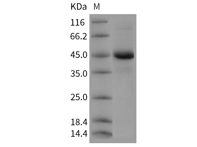 Валидация Elabscience PKSM040449(4446)