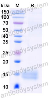 Валидация SDS-PAGE - AntibodySystem RHB25302