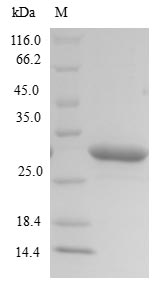 SDS-PAGE