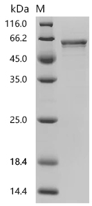 SDS-PAGE