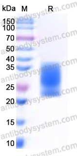 EHN48601, SDS-PAGE