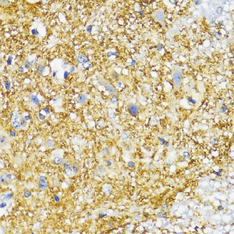 Валидация Elabscience E-AB-62937