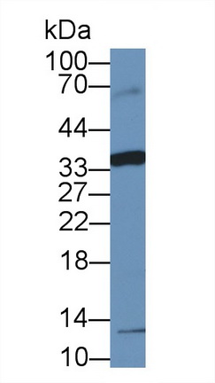 20453