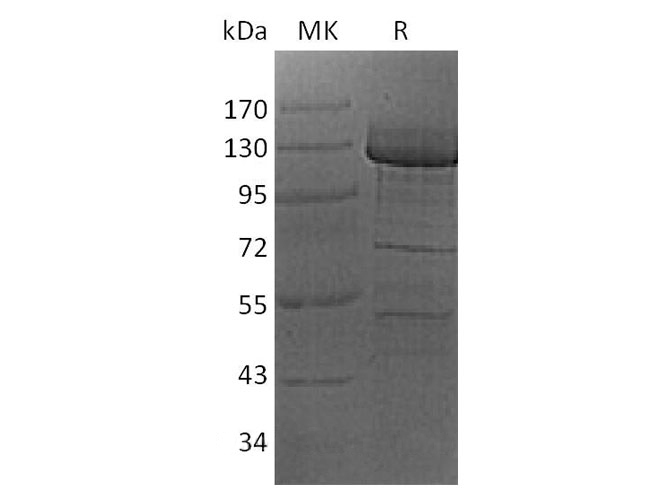 Валидация Elabscience PKSH032979(3368)