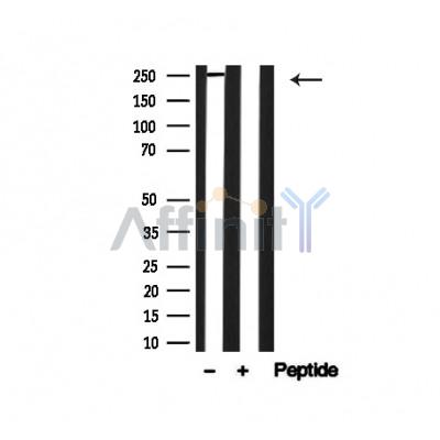 Валидация Affinity AF4709 - 2326