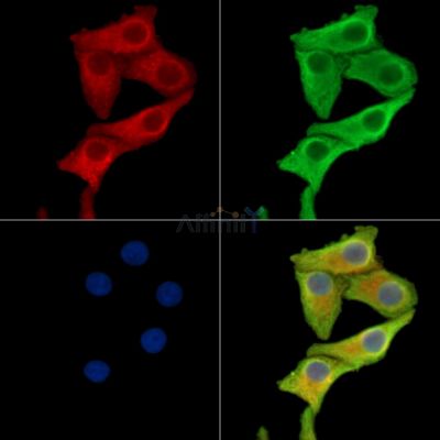 Валидация Affinity DF15130 - 11386