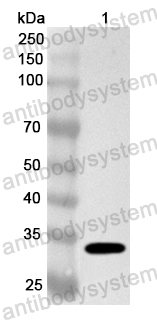 Валидация AntibodySystem PHA71501