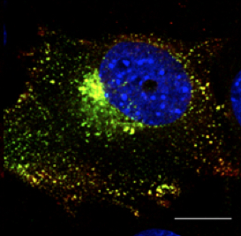 Валидация AssayVector ARM1673(1873)