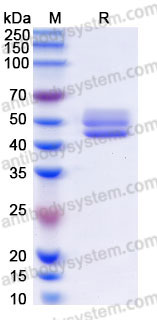 AHC08103, SDS-PAGE