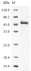 SDS-PAGE