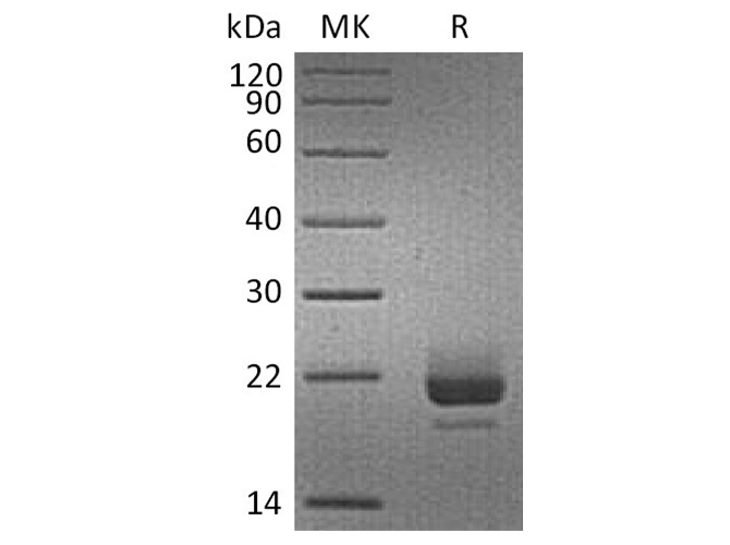 Валидация Elabscience PKSH033726(4004)
