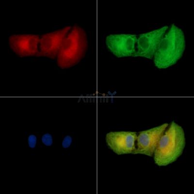 Валидация Affinity DF15984 - 12516