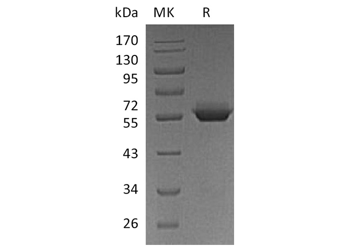 Валидация Elabscience PKSH033744(4022)