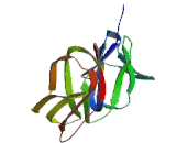 Fc Fragment Of IgG Low Affinity IIIb Receptor (FcgR3B) Fc Fragment Of IgG Low Affinity IIIb Receptor (FcgR3B)
