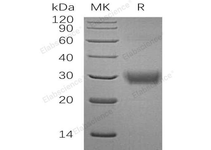 Валидация Elabscience PKSH032417(2896)