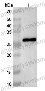 Валидация AntibodySystem PHB77001