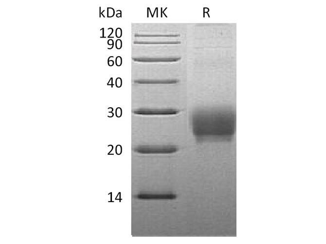 Валидация Elabscience PKSQ050028(5400)