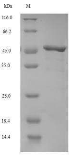 SDS-PAGE