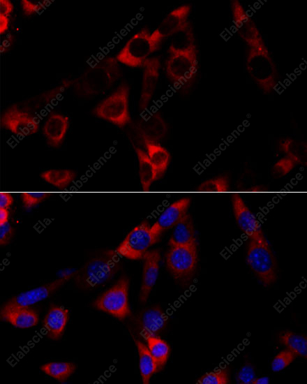 Иммунофлуоресценция, HSP90B1, клетки NIH-3T3