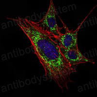 Валидация IF - AntibodySystem RHN91901