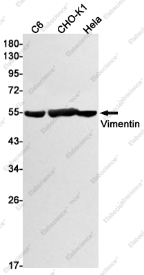 Вестерн-блоттинг, Vimentin, клетки C6, CHO-K1, HeLa