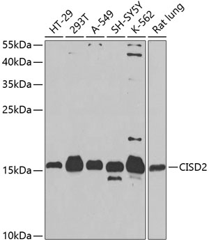 Валидация Elabscience E-AB-62603