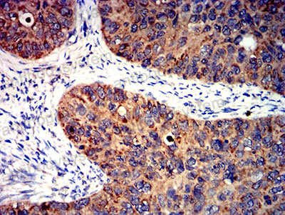 Валидация AntibodySystem RHK05402 (3607)