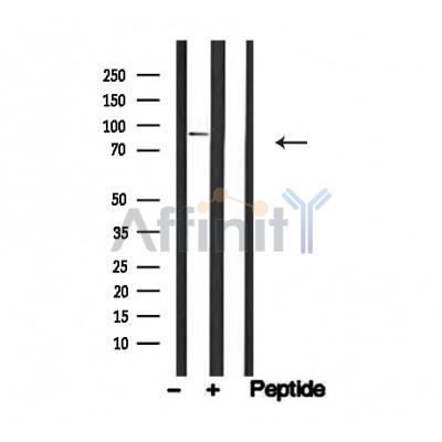 Валидация Affinity AF4747 - 2366