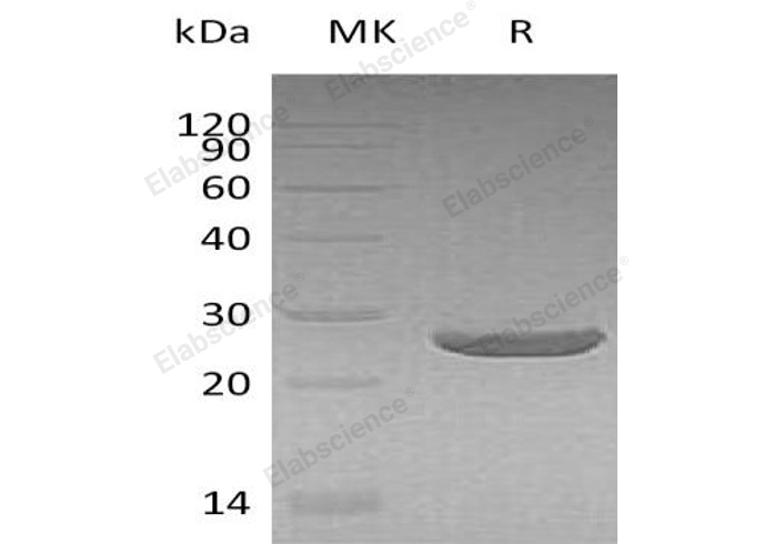 Валидация Elabscience PKSH032881(3286)