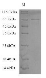 SDS-PAGE