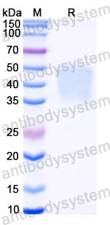 AHC35005, SDS-PAGE