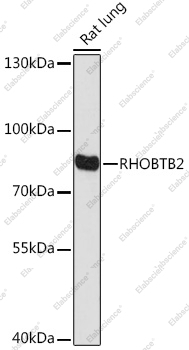 Вестерн-блоттинг, RHOBTB2, ткань легкого крысы