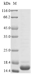 SDS-PAGE