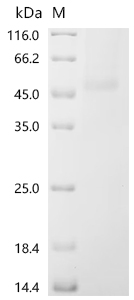 SDS-PAGE