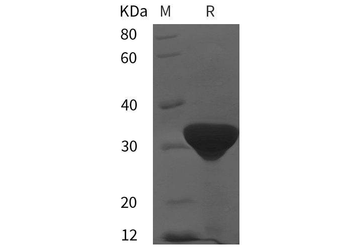 Валидация Elabscience PDEH101029(427)