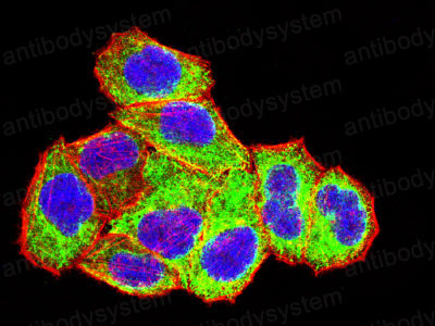 Валидация IF - AntibodySystem RHF15801