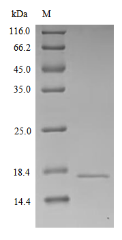 SDS-PAGE