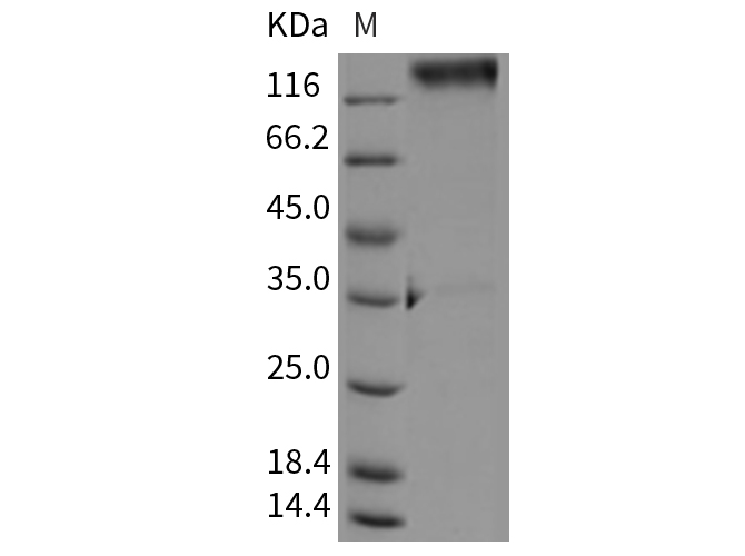 Валидация Elabscience PKSR030304(5648)