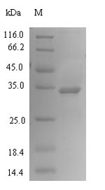 SDS-PAGE