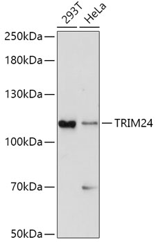 Валидация Elabscience E-AB-63433