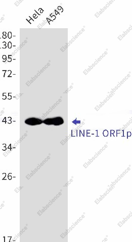 Вестерн-блоттинг, LINE-1 ORF1p, клетки HeLa и A549