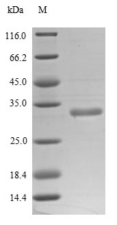 SDS-PAGE