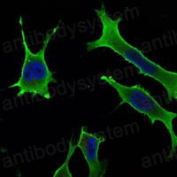 Валидация IF - AntibodySystem RHF39803