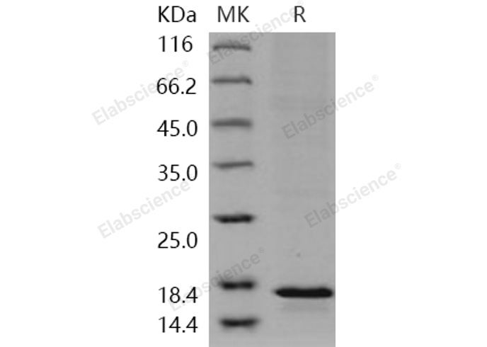 Валидация Elabscience PKSH031060(1855)