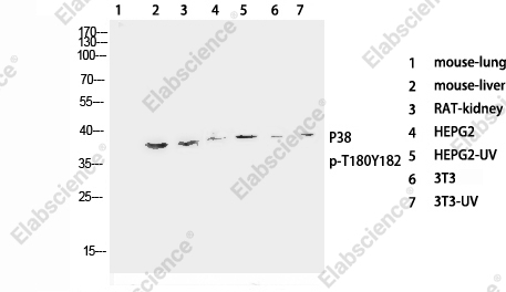 Вестерн-блоттинг, Phospho-p38 (Thr180/Tyr182), различные клетки